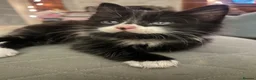 Mixed Breed cats for sale: Cheeky fluffy kittens in Carlisle - Advert 23
