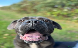 Cane Corso dogs for sale: That (Tye) looking for his forever home  - Image 1