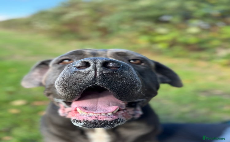 Cane Corso dogs - Advert 1