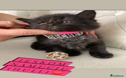 Mixed Breed cats for sale: Kittens - Image 7