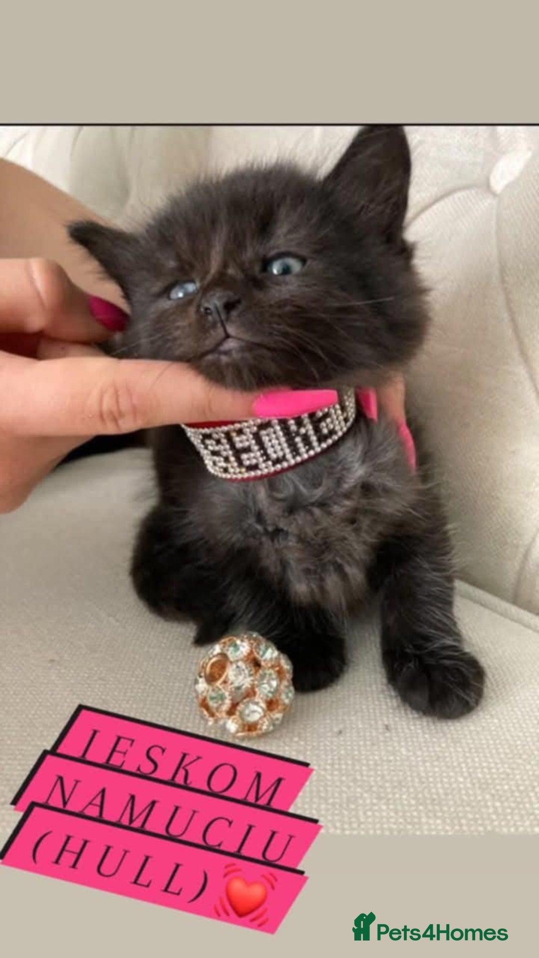 Mixed Breed cats for sale: Kittens - Image 7