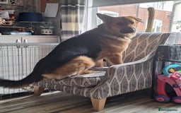 German Shepherd dogs for sale: 2 yr old male German shepherd  - Image 10
