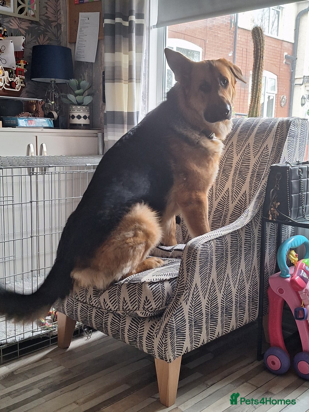 German Shepherd dogs for sale: 2 yr old male German shepherd  - Image 10