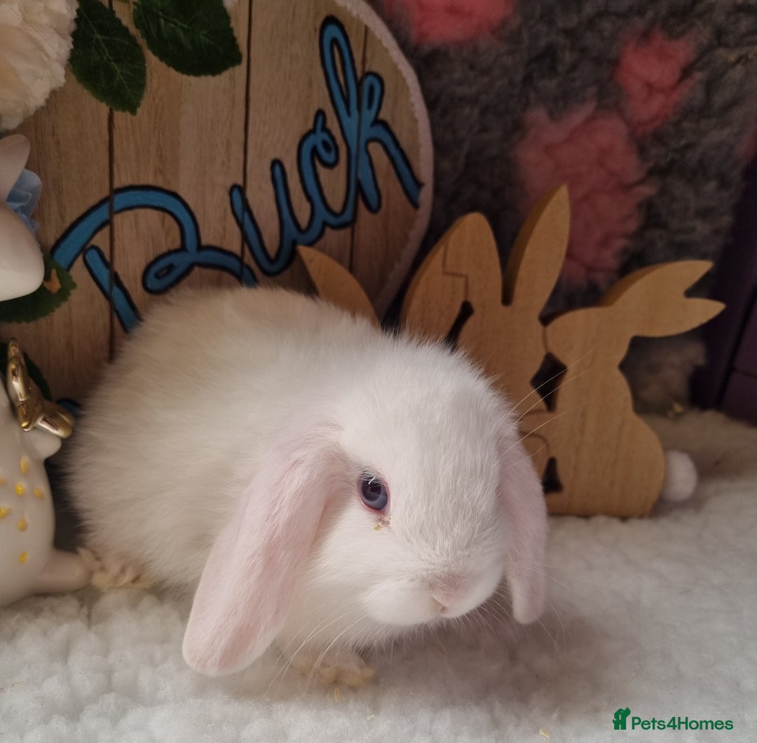 Mini Lop rabbits for sale: Beautiful mini lops - Image 8