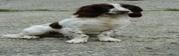 English Springer Spaniel dogs for stud: Working English Springer Spaniel for Stud in Barnstaple - Advert 3