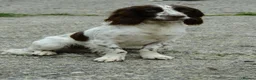 English Springer Spaniel dogs for stud: Working English Springer Spaniel for Stud in Barnstaple - Advert 3