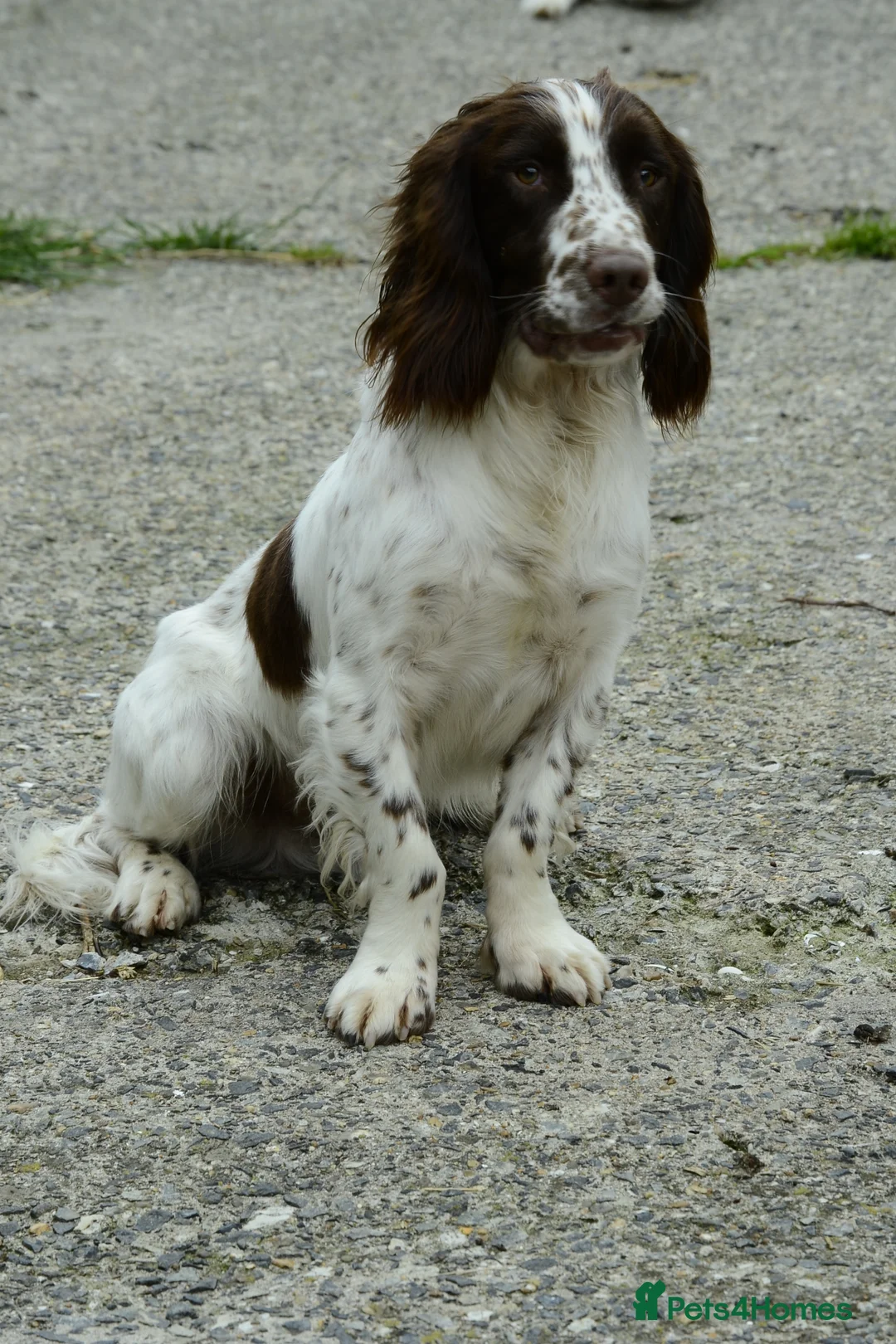 English Springer Spaniel dogs for stud: Working English Springer Spaniel for Stud in Barnstaple - Advert 3