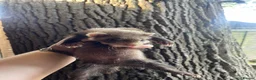 Ferret rodents for sale: 2 polecat hobs  in Waterlooville - Advert 2