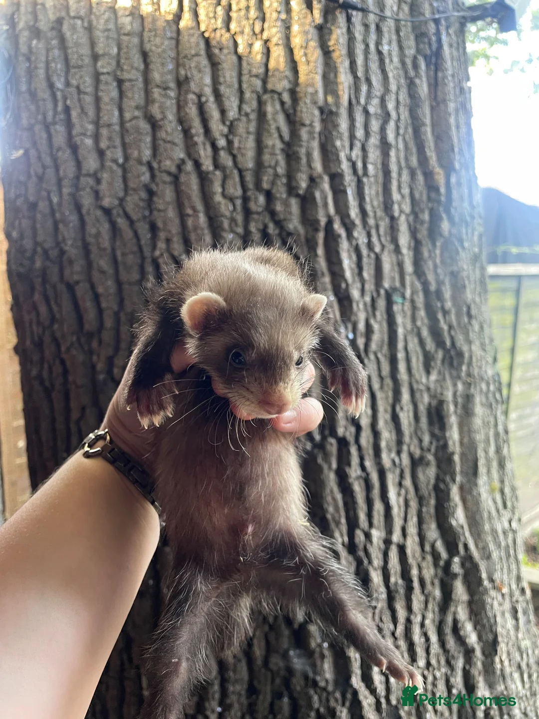 Ferret rodents for sale: 2 polecat hobs  in Waterlooville - Advert 2