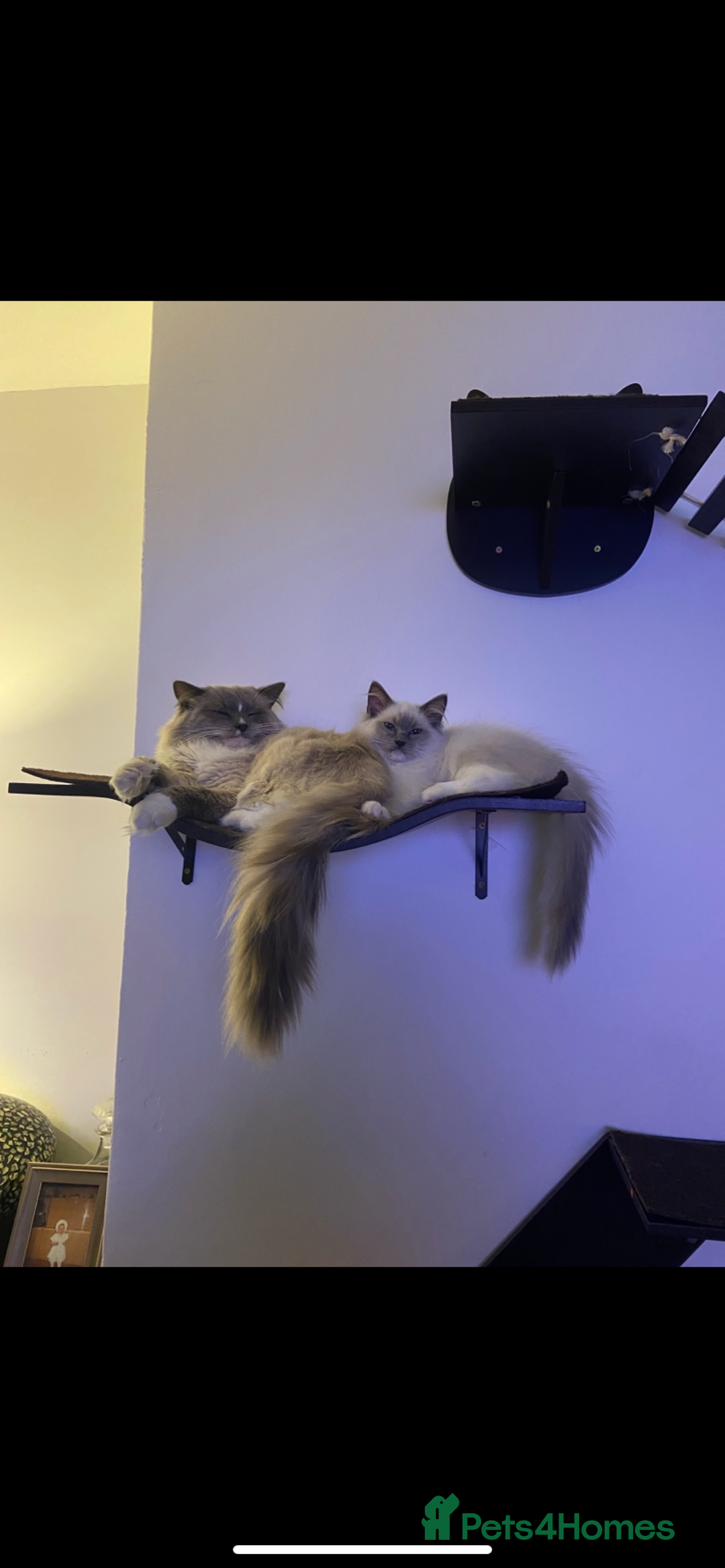 Ragdoll cats for sale: Baby Ragdolls  - Image 2