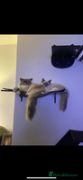 Ragdoll cats - Advert 7