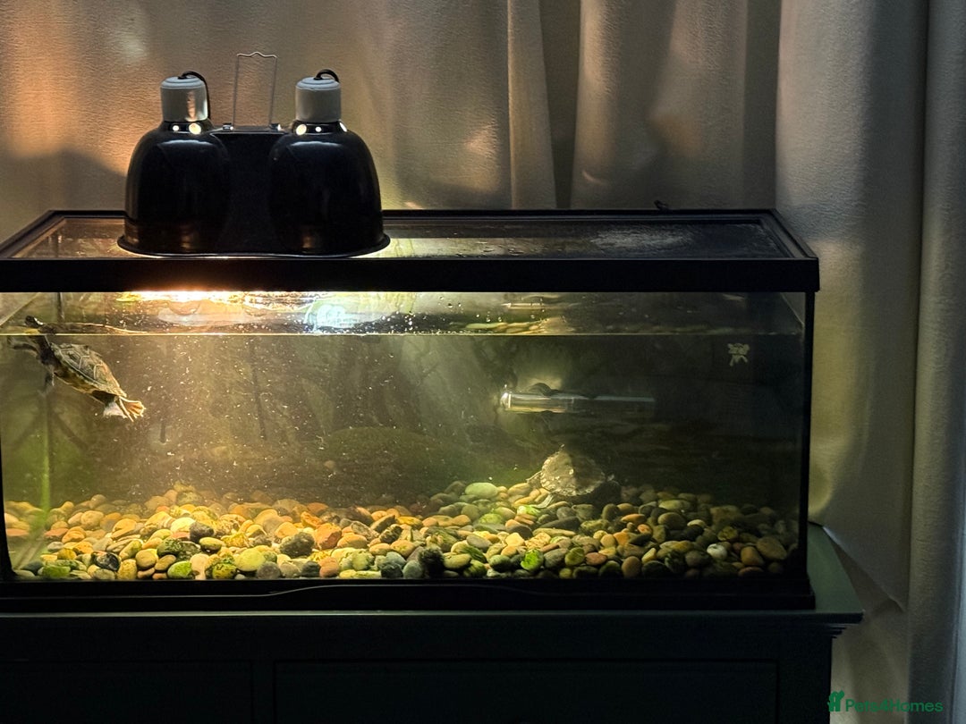 Turtle reptiles for sale: Mississippi map turtles x2 and set up - Image 3