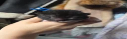 Mixed Breed cats for sale: Domestic kittens for sale  - Advert 4