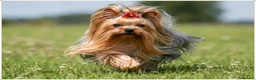 Yorkshire Terrier dogs for sale: MINIATURE RKC DNA YORKSHIRE TERRIER PUPPIES - Advert 2