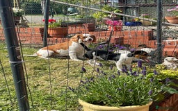 Cavalier King Charles Spaniel dogs for sale: Beautiful Mia - Image 4