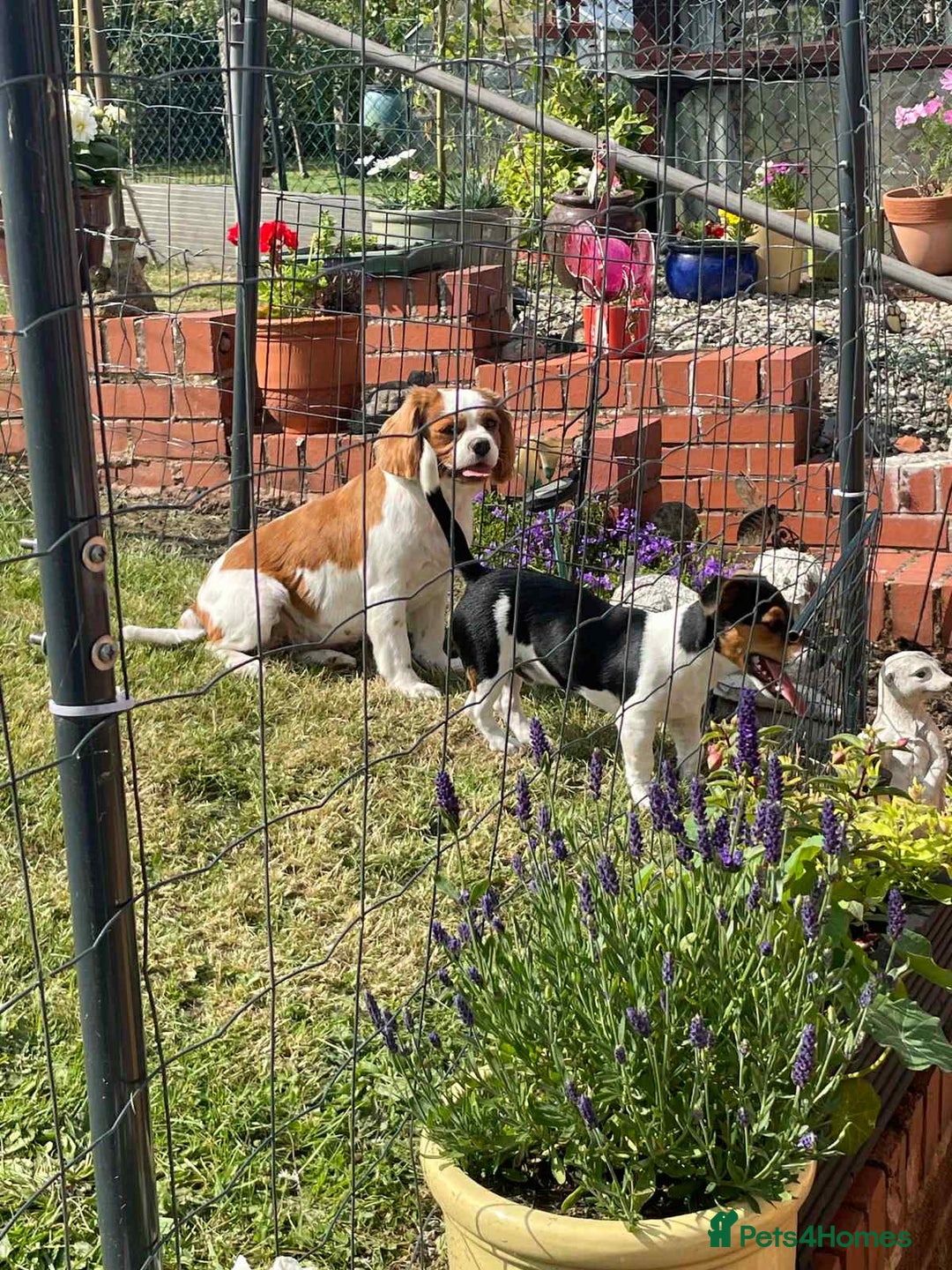 Cavalier King Charles Spaniel dogs for sale: Beautiful Mia - Image 4