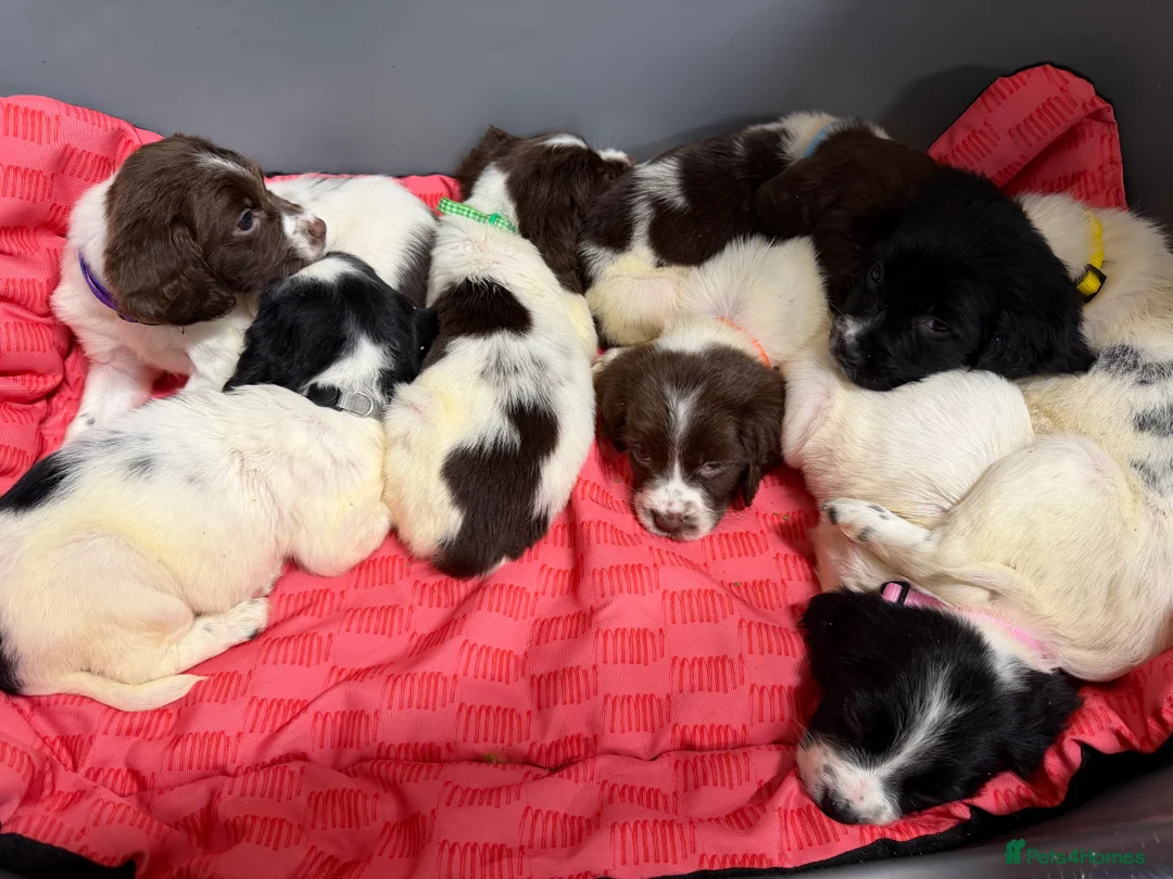 English Springer Spaniel dogs for sale: KC Registered English Springer Spaniel Pups - Advert 6