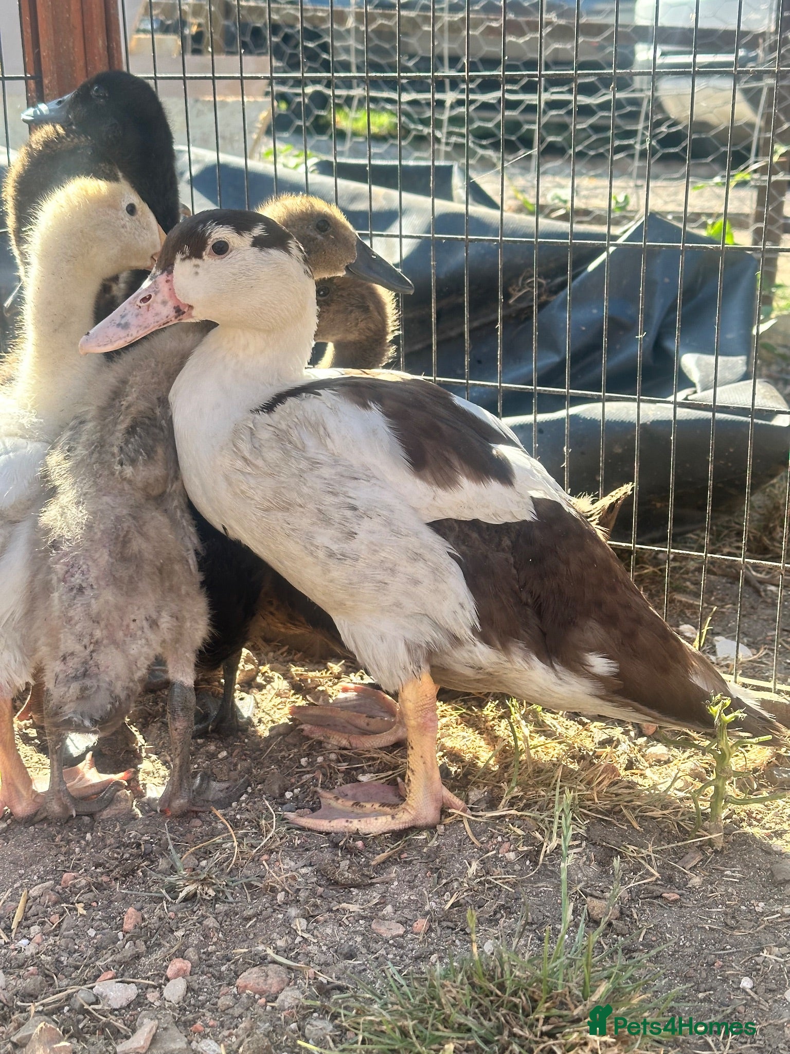 Ducks poultry for sale: Muscovy Indian runner duckling  - Advert 2