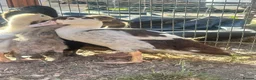 Ducks poultry for sale: Muscovy Indian runner duckling  - Advert 1