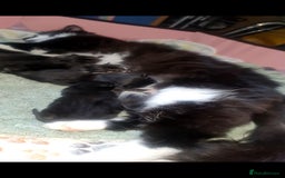 Mixed Breed cats for sale: Beautiful kittens 🐾 - Image 19