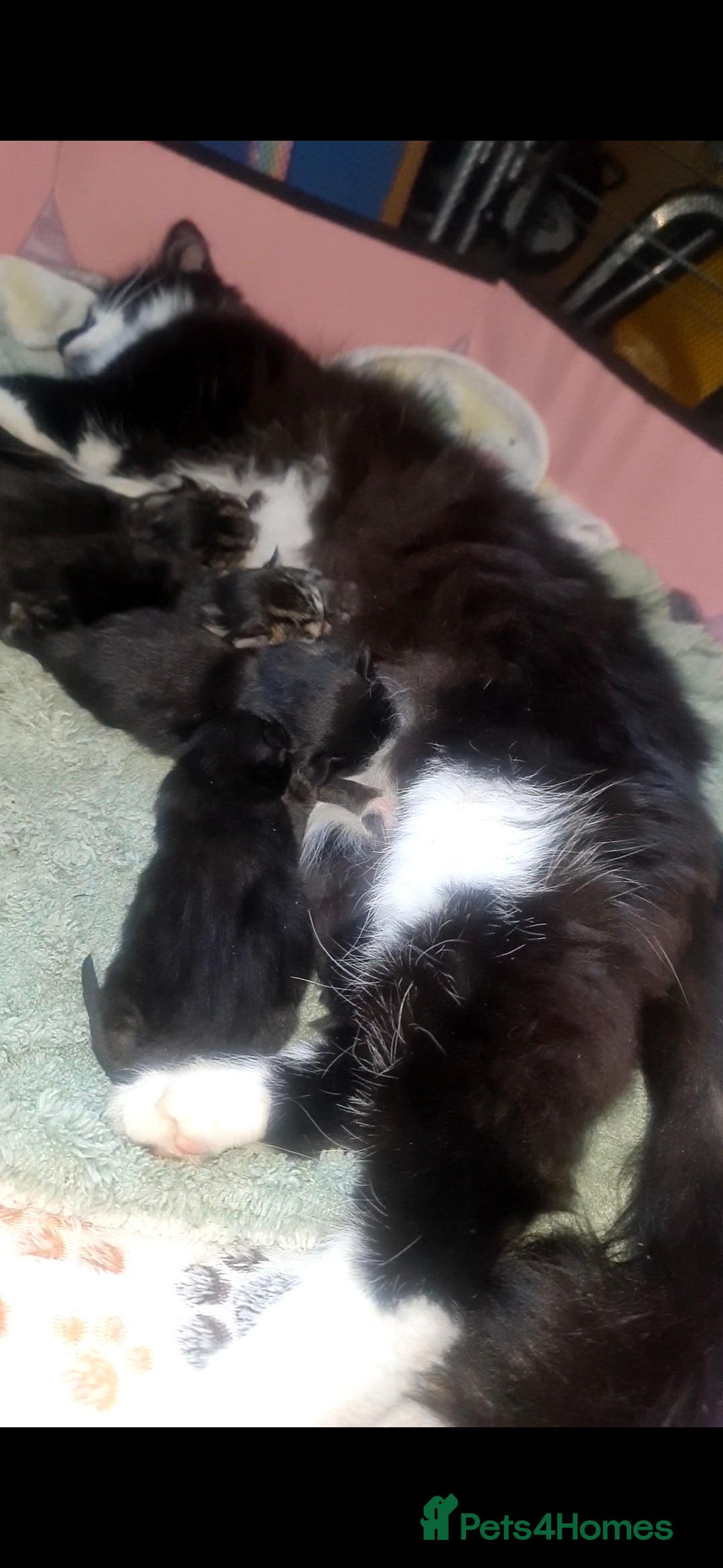 Mixed Breed cats for sale: Beautiful kittens 🐾 - Image 19