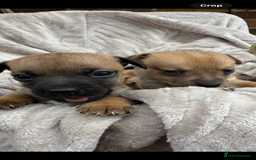 Jack Russell dogs for sale: Beautiful litter of jack Russell puppies  - Image 6