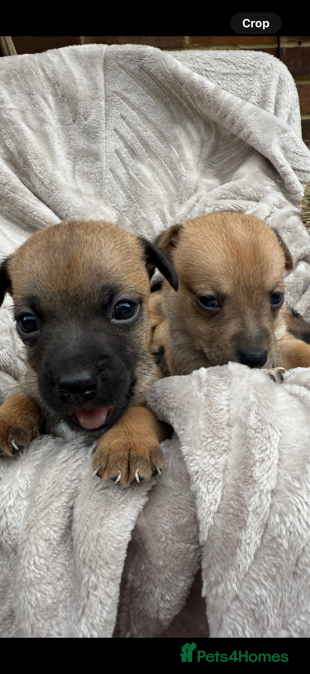 Jack Russell dogs for sale: Beautiful litter of jack Russell puppies  - Image 6