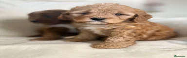 Cavapoo 1
