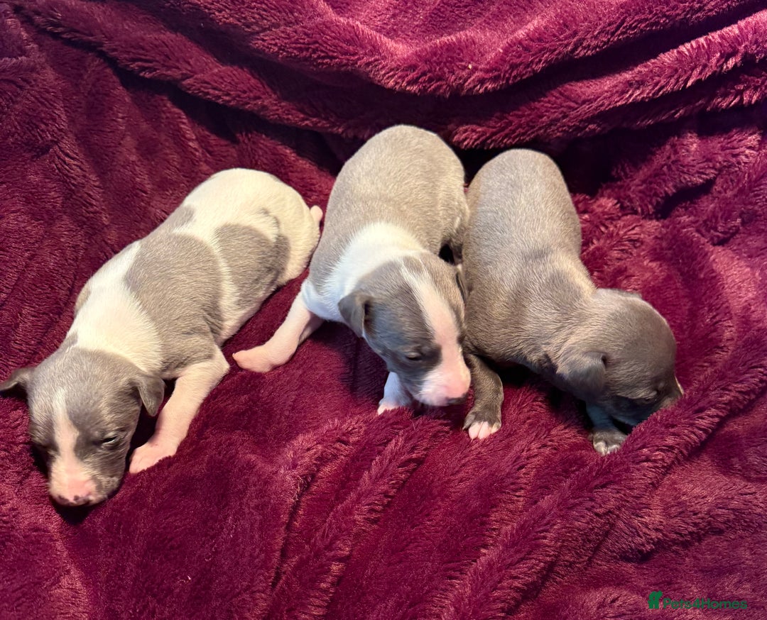 Whippet dogs for sale: 3 Stunning Whippet Boy's available  - Advert 11