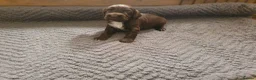 Cocker Spaniel dogs for sale: Kc reg working cocker spaniel puppies  - Advert 5