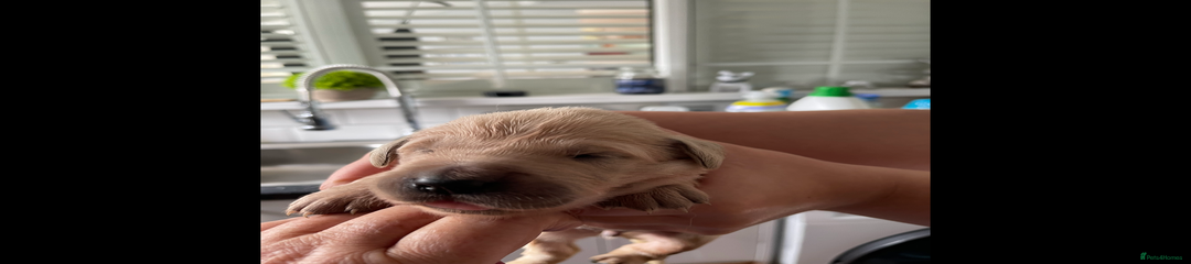Golden Retriever Puppy 6
