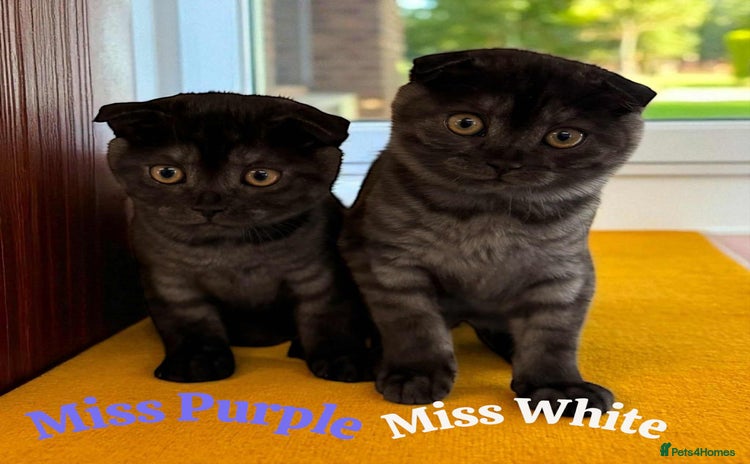 Scottish Fold cats - Advert 3