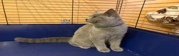 British Shorthair cats for sale: 🌟GCCF BSH 🏆Champion Bloodline 🌟5-Gen Pedigree🌟 - Advert 7