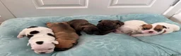 French Bulldog dogs for sale: Beautiful Litter of French Bulldogs  - Advert 2