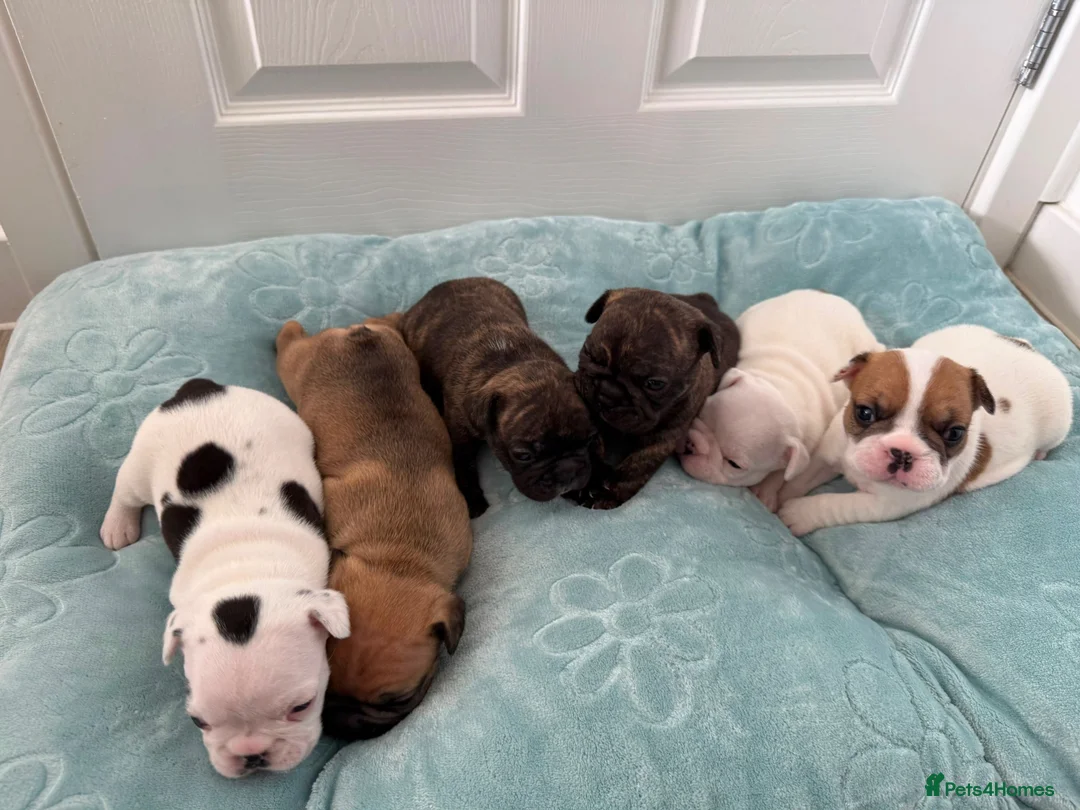 French Bulldog dogs for sale: Beautiful Litter of French Bulldogs  - Advert 2