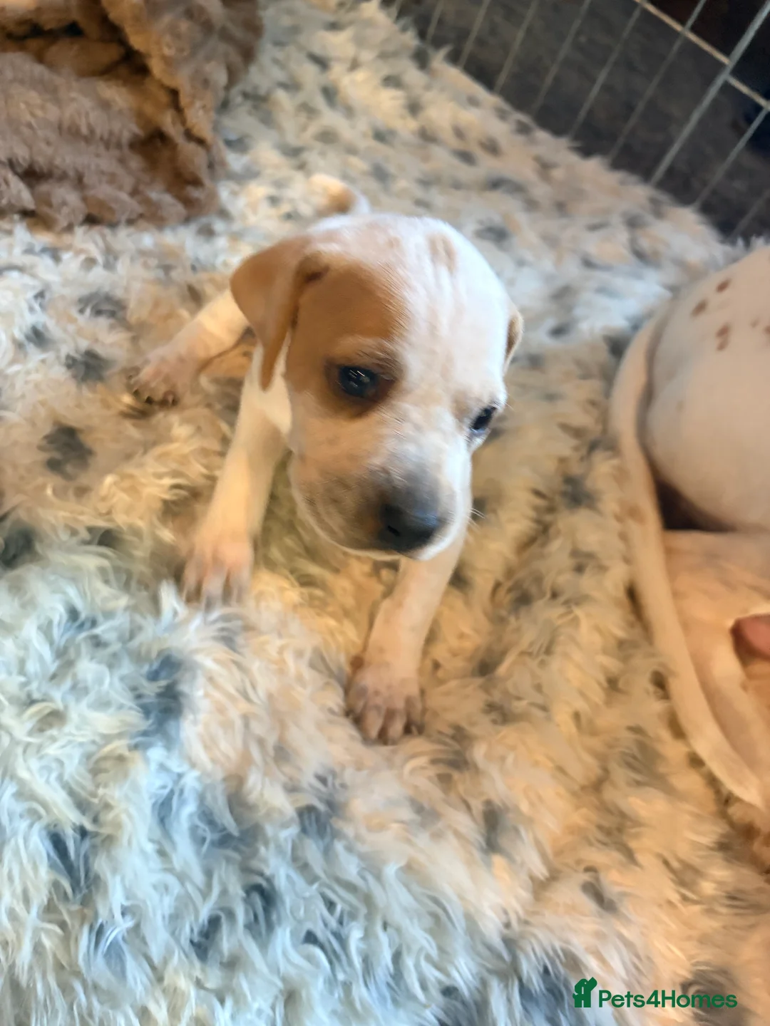 Pointer dogs for sale: Last gorgeous puppy looking for a loving home  - Advert 27