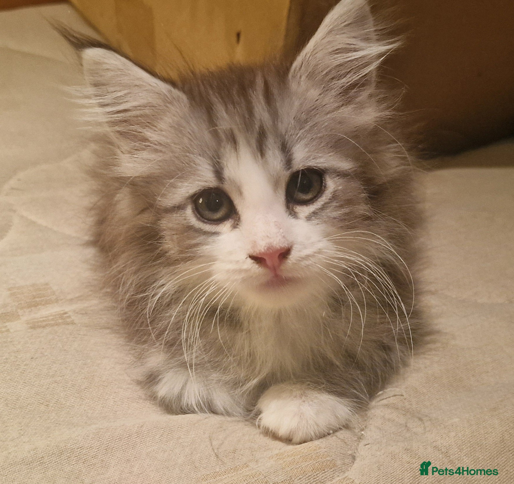 Maine Coon cats Beautiful Half Maine Coon Kittens - Advert 4