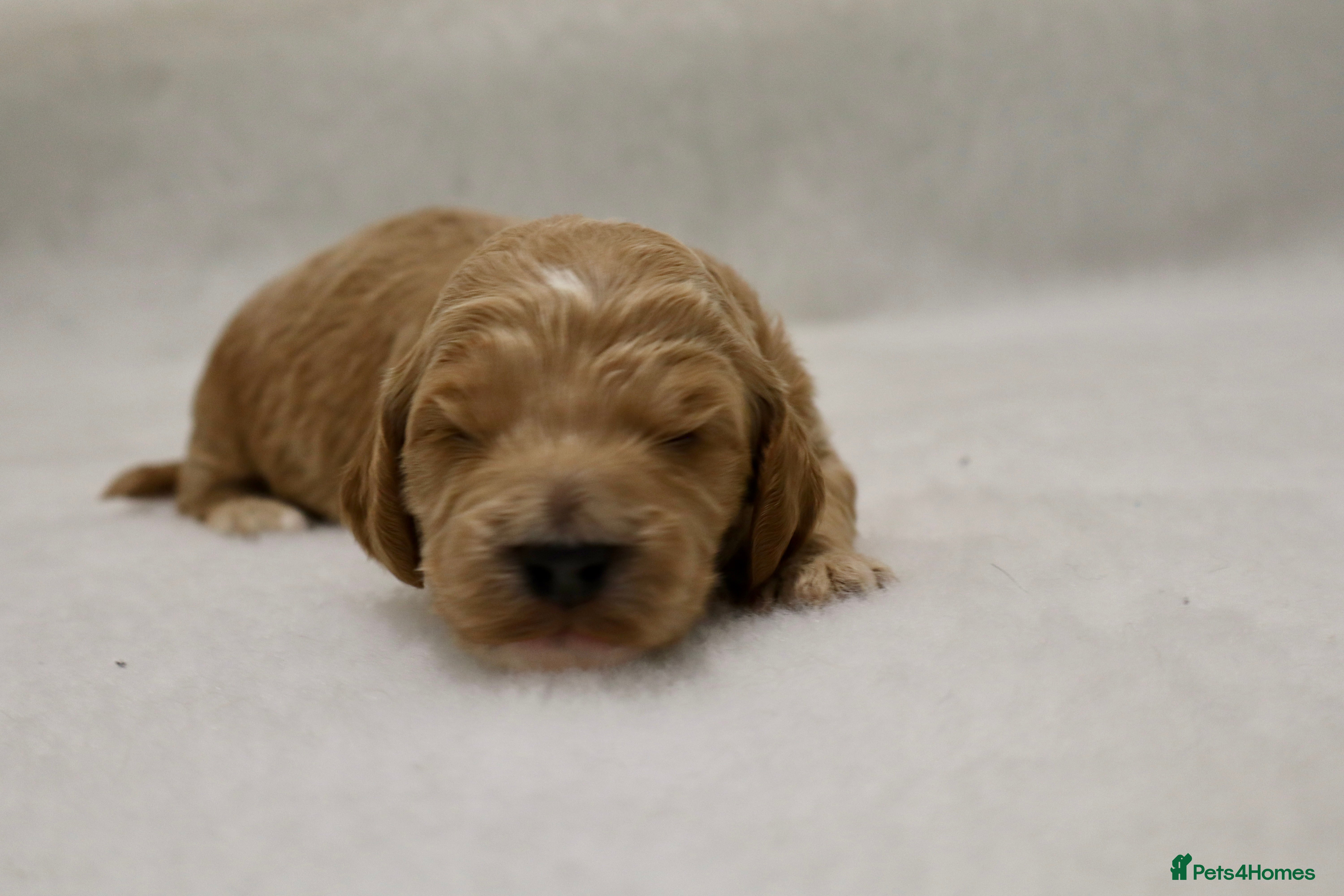 Cockapoo dogs 5 * BREEDERS, ELITE COCKAPOOS F1 PUPPIES - Advert 5