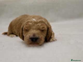 Cockapoo dogs 5 * BREEDERS, ELITE COCKAPOOS F1 PUPPIES - Advert 3