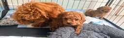 Toy Poodle dogs for sale: Asian Toy Poodle  - Advert 4