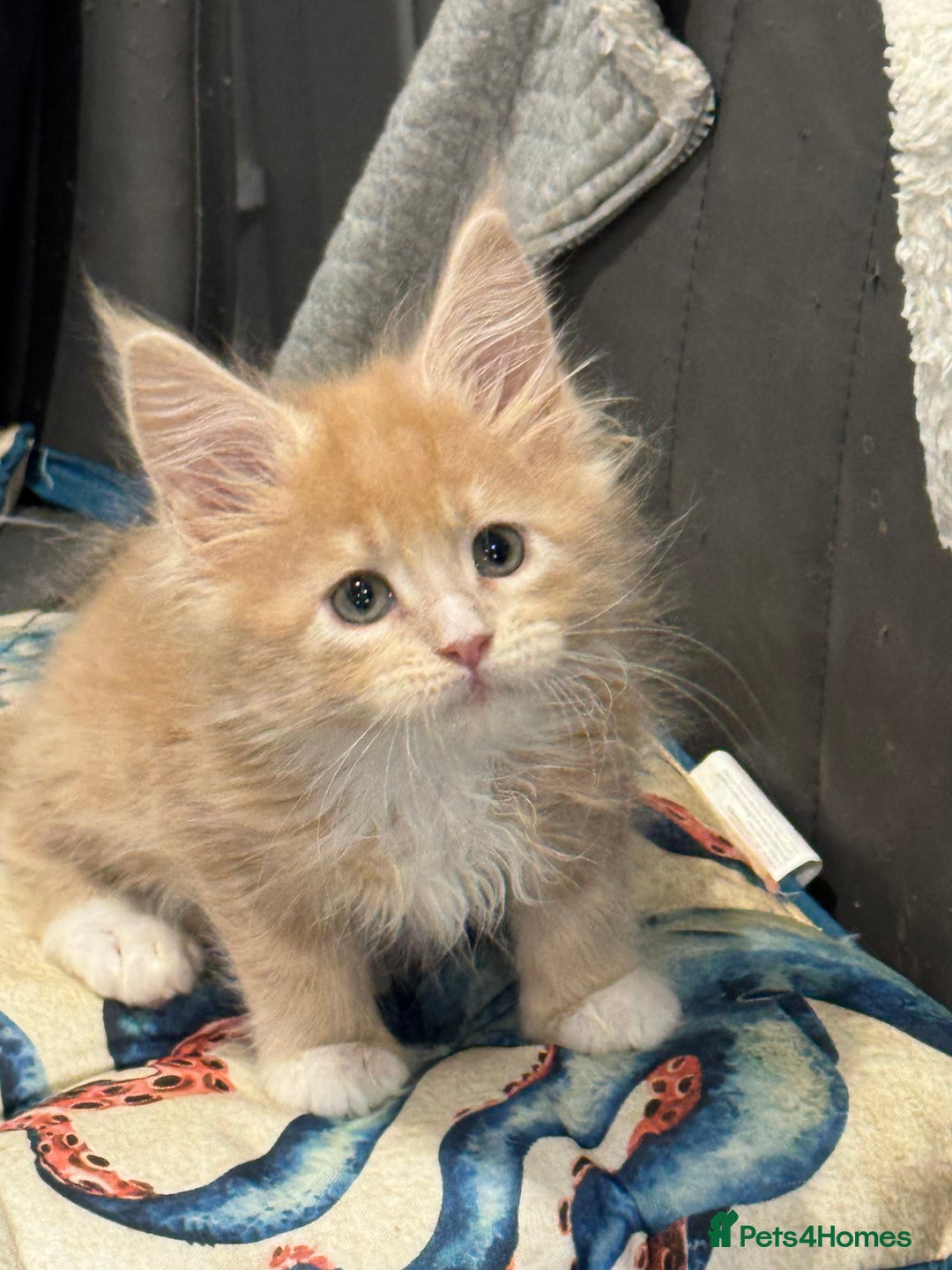 Maine Coon cats for sale: Pedigree Cream & White Bicolour Mainecoon kitten - Advert 6