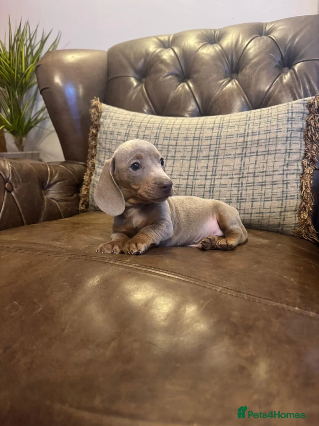 Dachshund dogs for sale: Miniature Dachshund Puppies  - Advert 11
