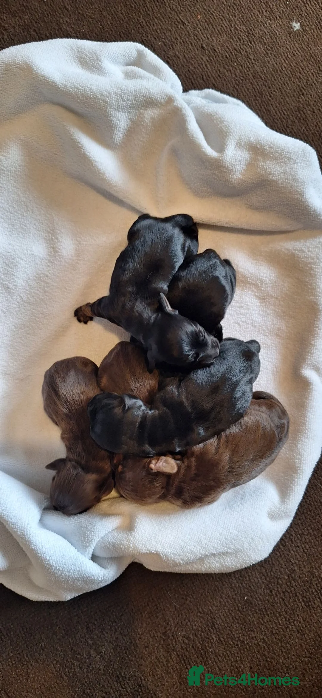 Mixed Breed dogs for sale: Cocker-Terripoo pups (cockerpoo) - Advert 40
