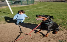 Dobermann dogs for sale: 4 year old Male Doberman looking for forever home - Image 24