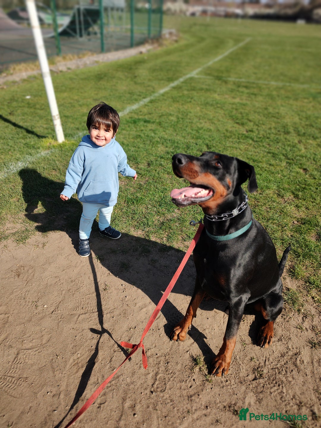 Dobermann dogs for sale: 4 year old Male Doberman looking for forever home - Image 24