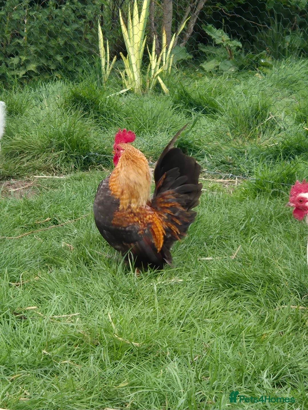 Chickens poultry Serama cockerels looking for new homes - Advert 4
