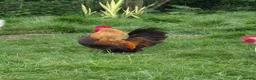 Chickens poultry for sale: Serama cockerels looking for new homes - Advert 1
