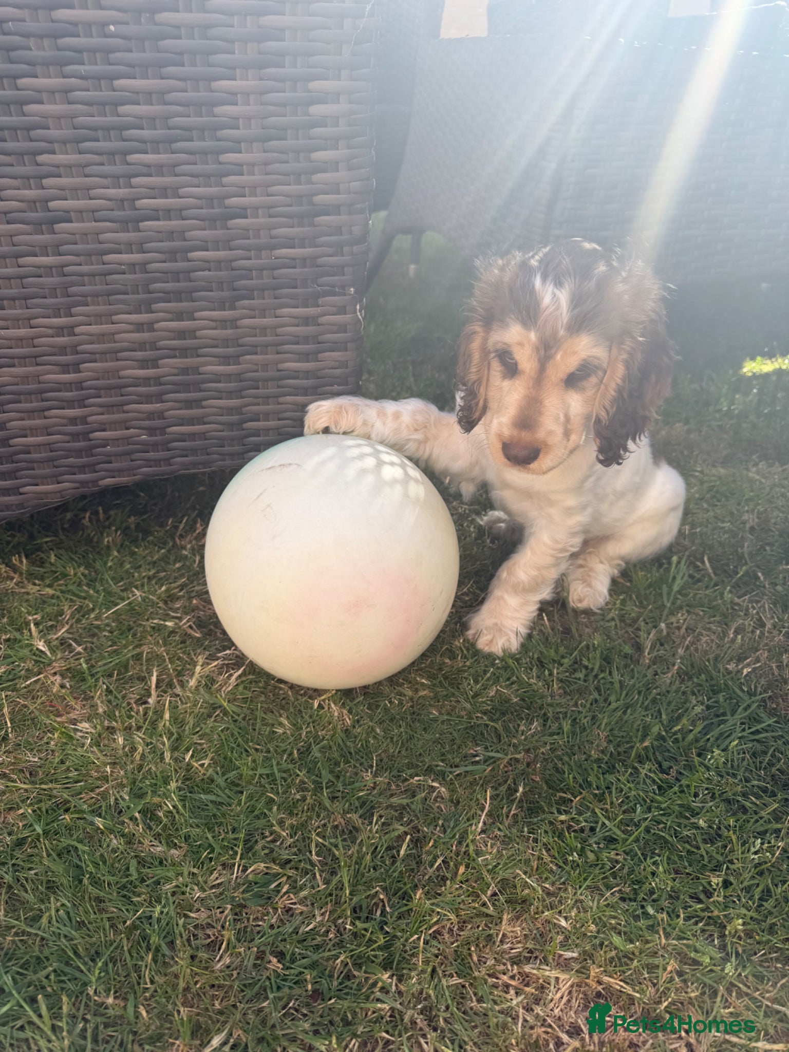 Cocker Spaniel dogs for sale: English Show Cocker Spaniel  in Barnstaple - Advert 2