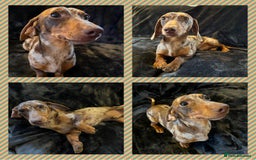 Miniature Dachshund dogs for stud: Proven, KC, PRA clear, tested, Miniature Dachshund in Hinckley - Image 1