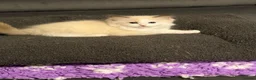 Ragdoll cats for sale: Beautiful TICA Registered Ragdoll Kittens 😻 - Advert 4